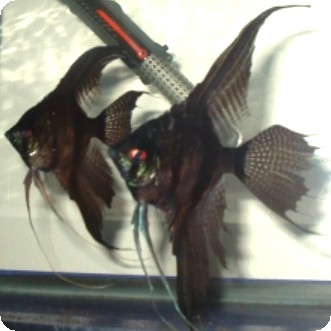 Angelfish - Black Lace Tiger Veil - Medium